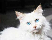 Приснился белый котенок - толкование сна по сонникам К чему снится беленький котенок