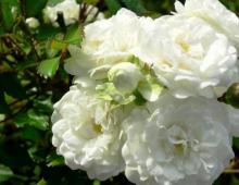 Care sunt beneficiile diferitelor tipuri de trandafiri de tufă și care sunt caracteristicile îngrijirii lor?